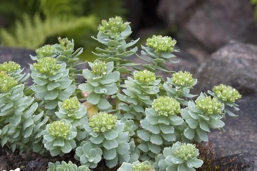disfunzione erettile e rhodiola disfunzione erettile e rhodiola